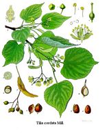 Tilleul à petites feuilles. Planche d'identification. Cliquer pour agrandir l'image.