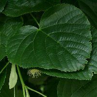 Tilleul à petites feuilles. Feuille. Cliquer pour agrandir l'image.
