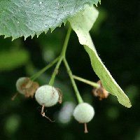 Tilleul à petites feuilles. Fruit. Cliquer pour agrandir l'image.