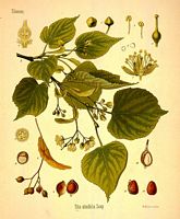 Tilleul à petites feuilles. Dessin d'identification. Cliquer pour agrandir l'image.