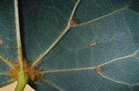 Tilleul à petites feuilles. Pétiole. Cliquer pour agrandir l'image.