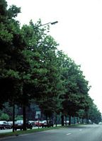 Tilleul à petites feuilles. Avenue. Cliquer pour agrandir l'image.