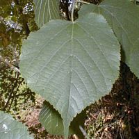 Tilleul à petites feuilles. Feuille. Cliquer pour agrandir l'image.