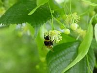 Tilleul à petites feuilles. Abeille. Cliquer pour agrandir l'image.