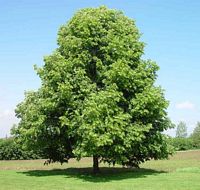 Tilleul à petites feuilles. Plante. Cliquer pour agrandir l'image.