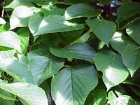 Tilleul à petites feuilles. Feuilles. Cliquer pour agrandir l'image.