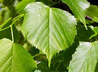 Tilleul à petites feuilles. Feuille. Cliquer pour agrandir l'image.