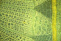 Tilleul à petites feuilles. Coupe de l'écorce du tilleul à petites feuilles. Cliquer pour agrandir l'image.