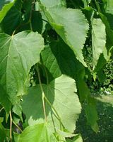 Tilleul à petites feuilles. Feuilles. Cliquer pour agrandir l'image.