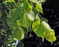 Tilleul à petites feuilles. Feuilles. Cliquer pour agrandir l'image.