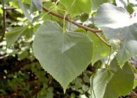 Tilleul à petites feuilles. Feuilles. Cliquer pour agrandir l'image.
