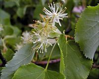 Tilleul à petites feuilles. Fleurs. Cliquer pour agrandir l'image.
