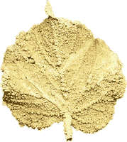 Tilleul de hollande. Fossile d'une feuille de tilleul commun. Cliquer pour agrandir l'image.