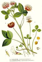 Trèfle blanc. Planche d'identification Linnemand. Cliquer pour agrandir l'image.