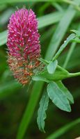 Trèfle fraise. Fleur, Côtes de Clermont. Cliquer pour agrandir l'image.
