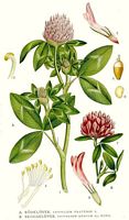 Trèfle violet. Planche d'identification Linnemand. Cliquer pour agrandir l'image.