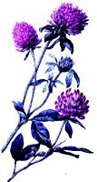 Trèfle violet. Dessin. Cliquer pour agrandir l'image.