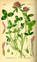 Trèfle violet. Planche d'identification. Cliquer pour agrandir l'image.