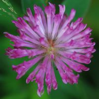 Trèfle violet. Fleur, Montchier. Cliquer pour agrandir l'image.