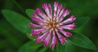 Trèfle violet. Fleur, Montchier. Cliquer pour agrandir l'image.