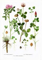 Trefles. Planche d'identification. Cliquer pour agrandir l'image.