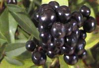Troène commun. Fruits. Cliquer pour agrandir l'image.