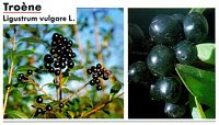 Troène commun. Toxicite. Cliquer pour agrandir l'image.