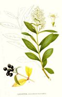 Troène commun. Planche d'identification Linnemand. Cliquer pour agrandir l'image.