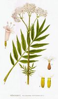 Valériane officinale. Planche d'identification Linnemand. Cliquer pour agrandir l'image.