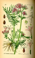 Valériane officinale. Planche d'identification. Cliquer pour agrandir l'image.