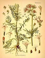 Valériane officinale. Dessin d'identification. Cliquer pour agrandir l'image.