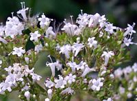 Valériane officinale. Cliquer pour agrandir l'image.