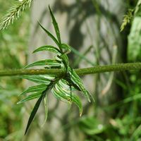 Valériane officinale. Feuilles, Sauterre. Cliquer pour agrandir l'image.