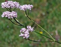 Valériane officinale. Inflorescences, Sauterre. Cliquer pour agrandir l'image.