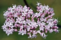 Valériane officinale. Inflorescence, Sauterre. Cliquer pour agrandir l'image.