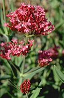 Valériane rouge. Panicule. Cliquer pour agrandir l'image.