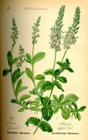 Véronique officinale. Planche d'identification Thomé. Cliquer pour agrandir l'image.
