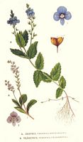 Véronique officinale. Planche d'identification Linnemand. Cliquer pour agrandir l'image.
