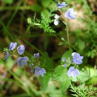 Véronique petit-chene, Cheires de Côme. Cliquer pour agrandir l'image.