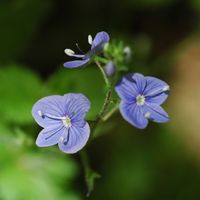 Véronique petit-chene, Fleurs, Cheires de Côme. Cliquer pour agrandir l'image.