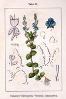 Véronique petit-chene. Planche d'identification Sturm. Cliquer pour agrandir l'image.