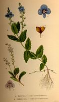 Véronique petit-chene. Planche d'identification Linnemand. Cliquer pour agrandir l'image.
