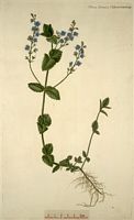 Véronique petit-chene. Planche d'identification Flora danica. Cliquer pour agrandir l'image.