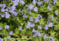 Véronique petit-chene, Plantes, narse d'Espinasse. Cliquer pour agrandir l'image.