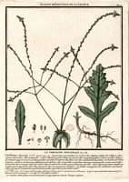 Verveine officinale. Planche d'identification. Cliquer pour agrandir l'image.