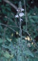 Verveine officinale. Fleur. Cliquer pour agrandir l'image.