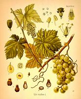 Vigne rouge. Planche d'identification. Cliquer pour agrandir l'image.