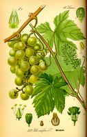 Vigne rouge. Planche d'identification. Cliquer pour agrandir l'image.