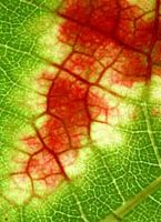 Vigne rouge. Nervures feuille. Cliquer pour agrandir l'image.