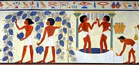 Vigne rouge. Egypte. Cliquer pour agrandir l'image.